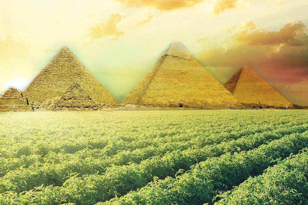 The Future Of Agriculture In Egypt